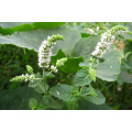 Asian garden indoesnisa spice  lemon Mint seeds  green decor